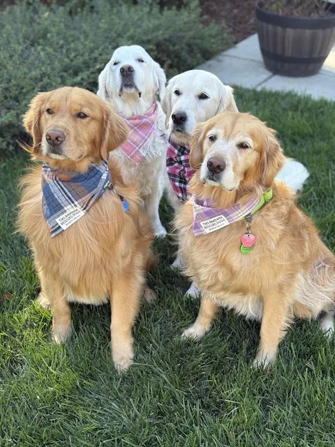 Grain Free Turkey & Vegetable Recipe Mini Dog Treats