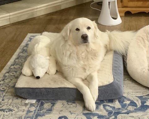 Zero/G Roasted Salmon Dog Treats