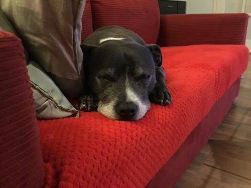 The Blueboys & Friends Rescue Calendar 2026 (A3)