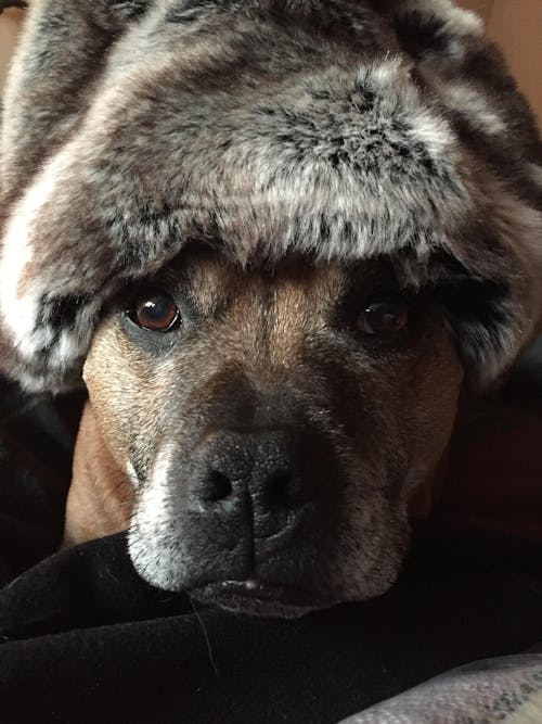 The Blueboys & Friends Rescue Calendar 2026 (A3)