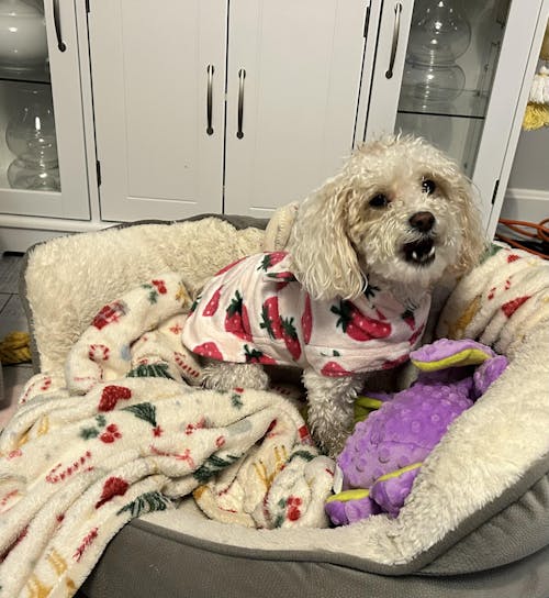 Dog Lounge Robe | Cutie Frutti, Strawberry