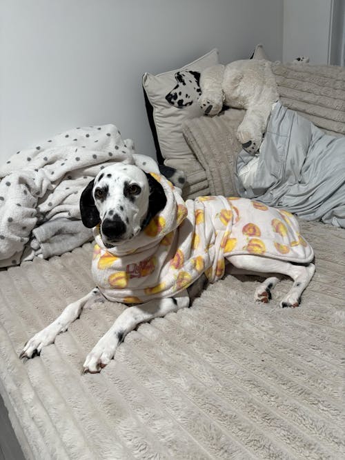 Dog Lounge Robe | Cutie Frutti, Peach