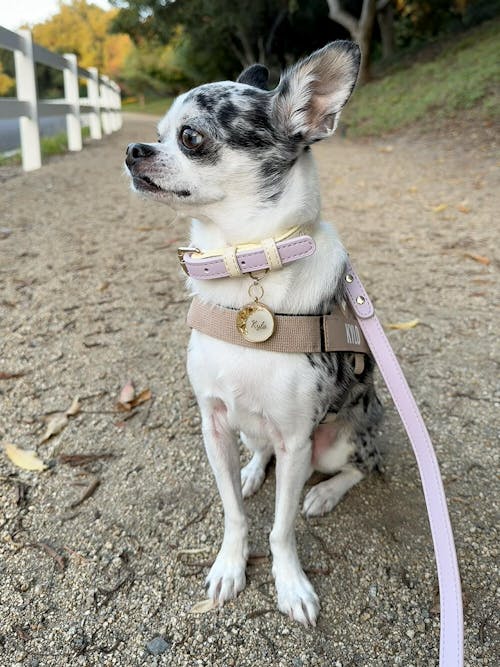 Capri Leather Collar & Leash Set | Lilac