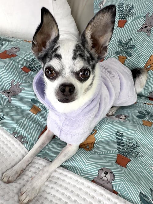 Dog Lounge Robe | Lilac
