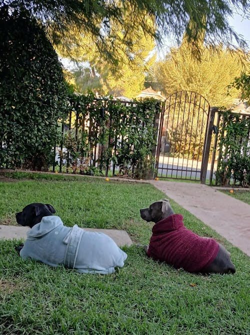 Dog Lounge Robe | Sage