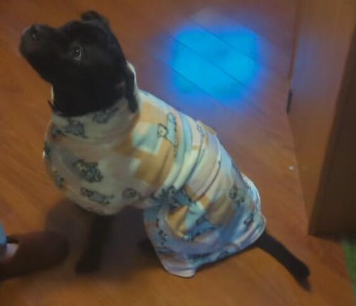 Dog Lounge Robe | Rescue Ranch