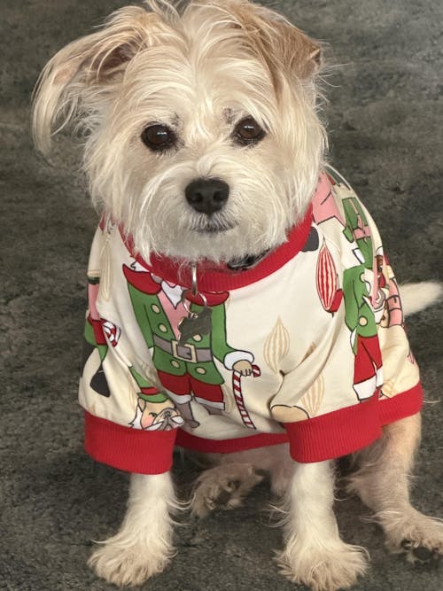 Dog Christmas Tee | Nutcracker Dreams