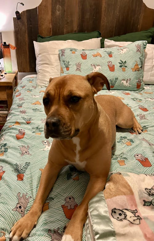 Duvet Cover Set | Playful Pups & Plants