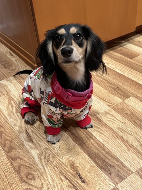 Dog Christmas Pajamas | Nutcracker Dreams