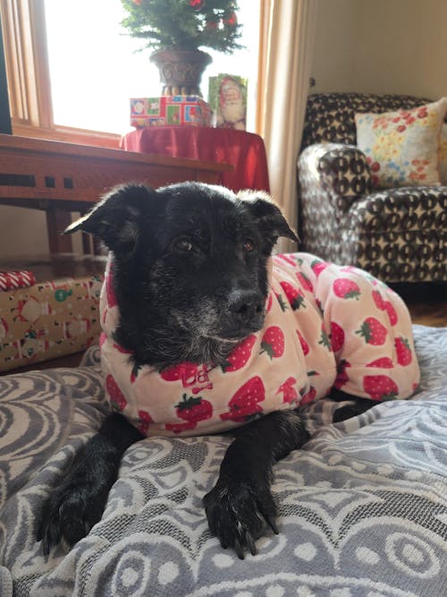 Dog Lounge Robe | Cutie Frutti, Strawberry