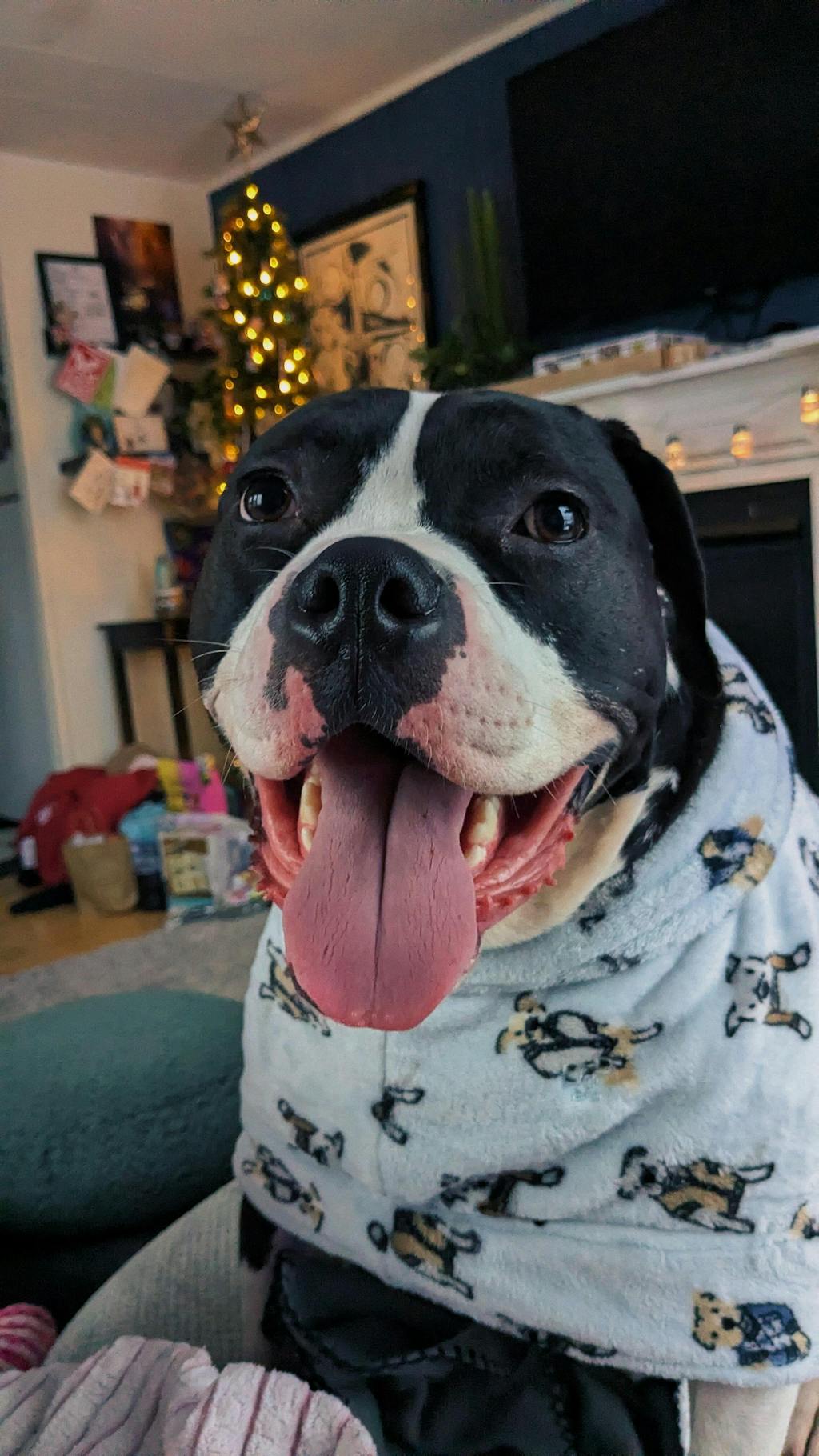 Dog Lounge Robe | Preppy Pups