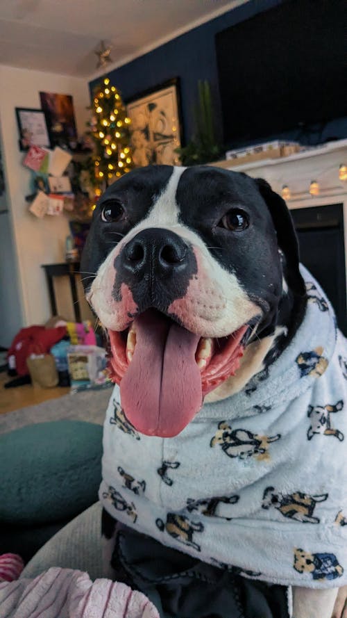 Dog Lounge Robe | Preppy Pups