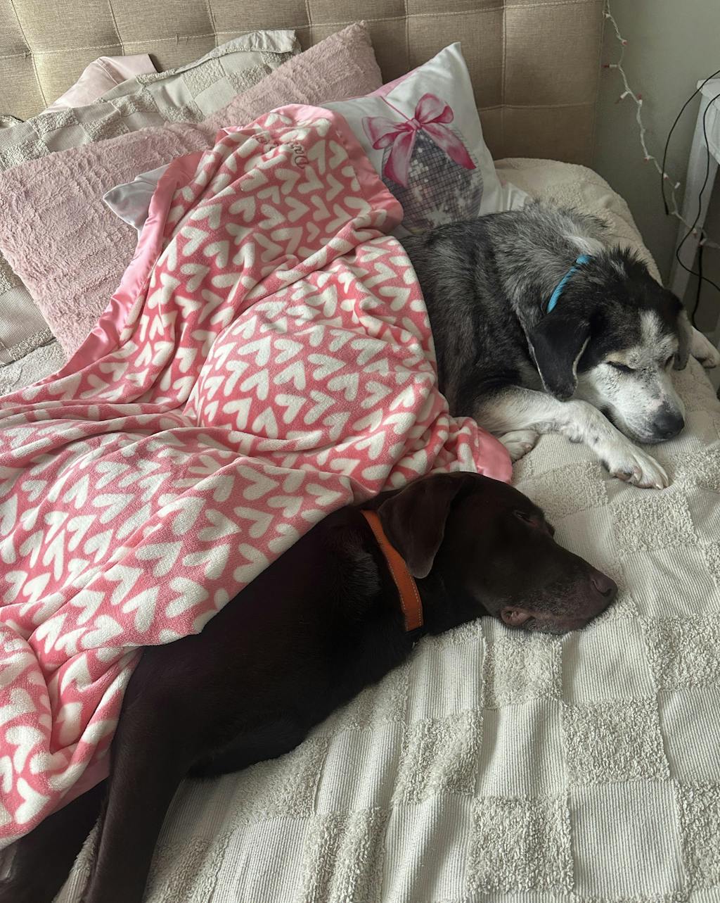 Dog Blanket | Puppy Love