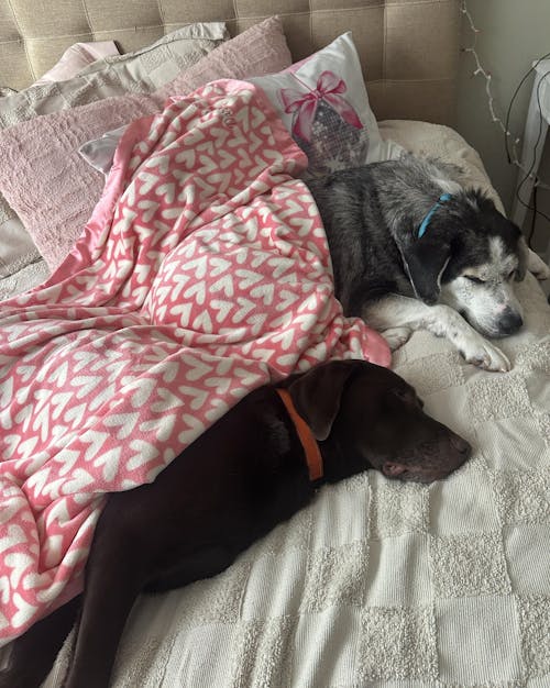 Dog Blanket | Puppy Love