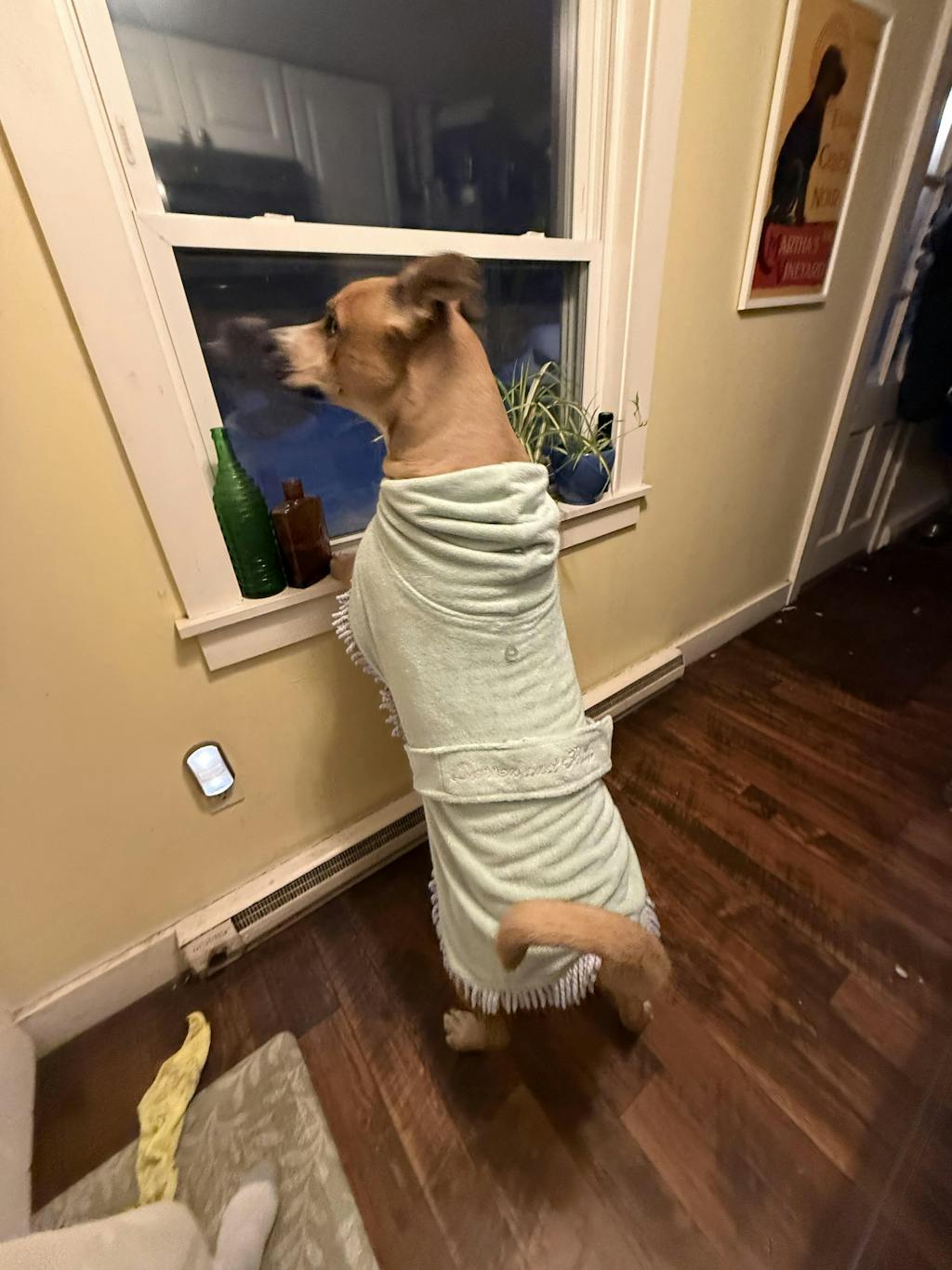 Tassel Towel Dog Robe | Minty Green