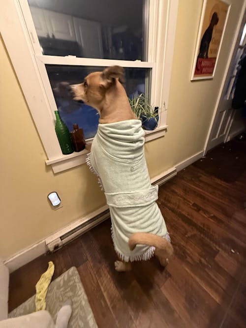 Tassel Towel Dog Robe | Minty Green