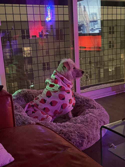 Dog Lounge Robe | Cutie Frutti, Strawberry