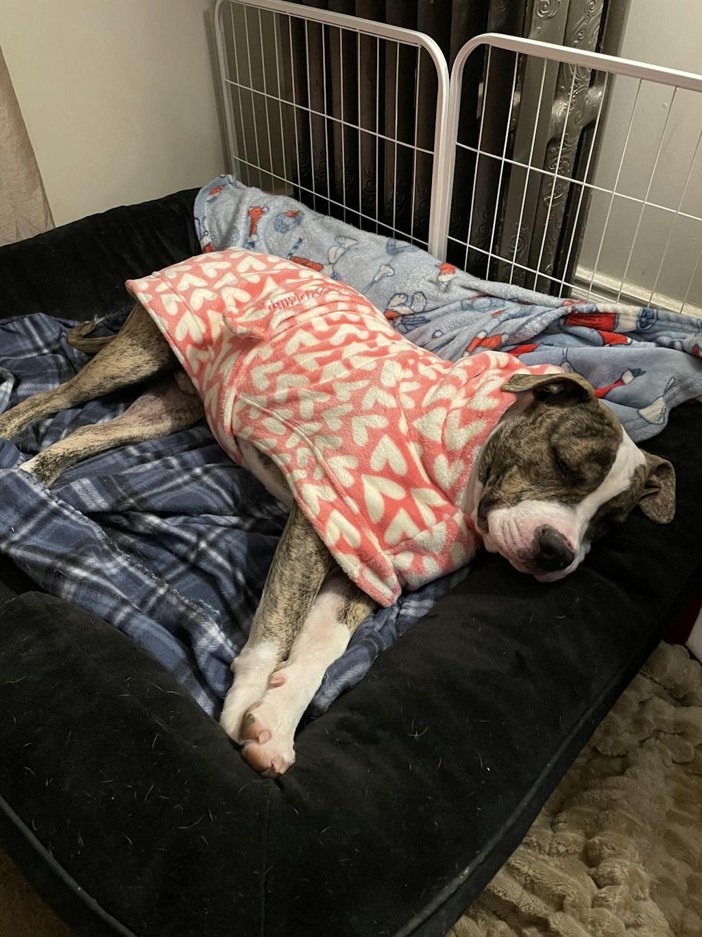 Dog Lounge Robe | Puppy Love