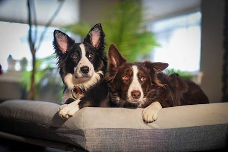 Luxury Memory Foam Dog Bed