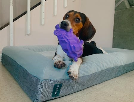 Luxury Memory Foam Dog Bed