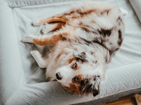 Luxury Memory Foam Dog Bed