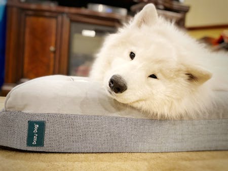 Luxury Memory Foam Dog Bed