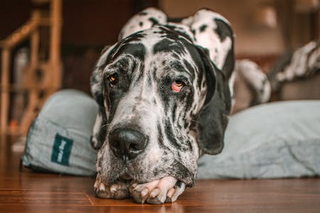 Luxury Memory Foam Dog Bed