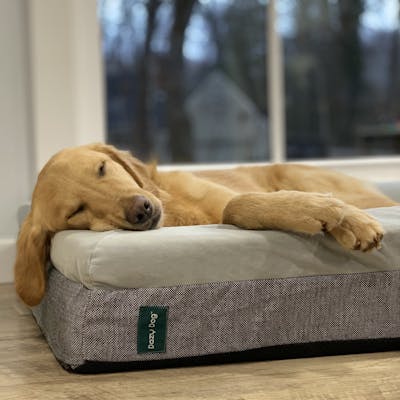 Luxury Memory Foam Dog Bed