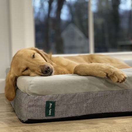 Luxury Memory Foam Dog Bed
