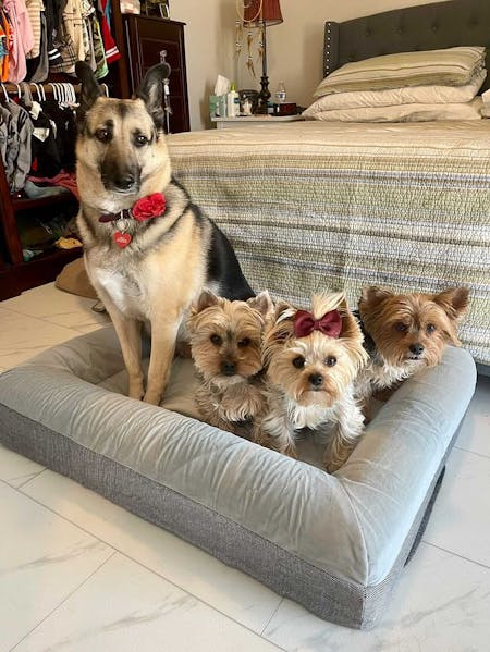 Luxury Memory Foam Dog Bed