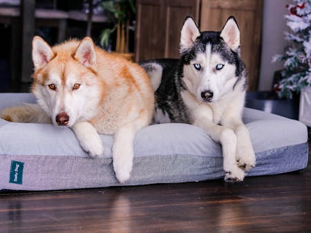 Luxury Memory Foam Dog Bed