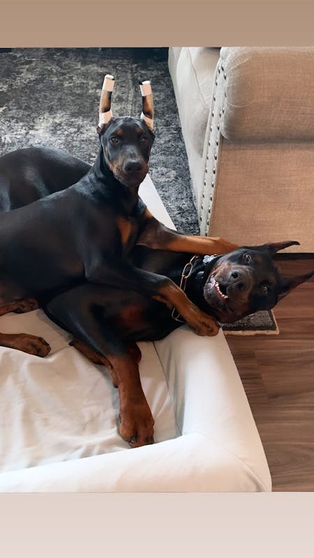 Luxury Memory Foam Dog Bed