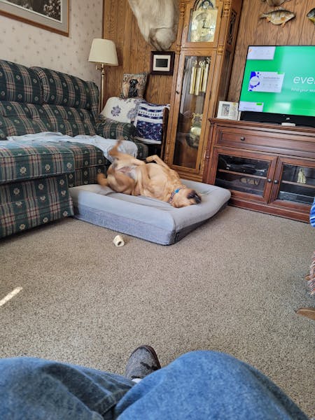 Luxury Memory Foam Dog Bed