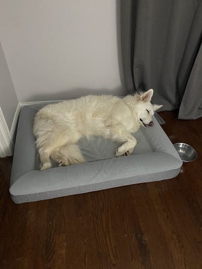 Luxury Memory Foam Dog Bed