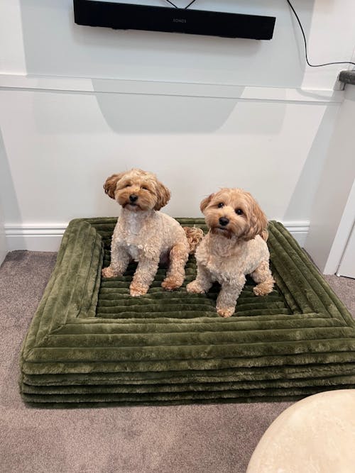 Memory Foam Dog Bed - Puffer Fern