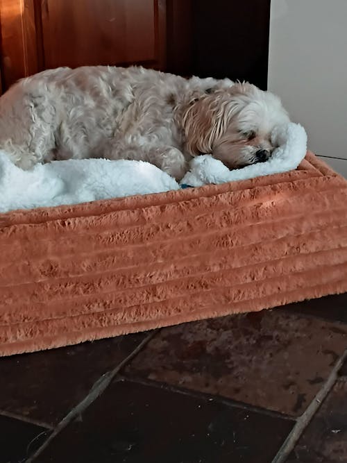 Memory Foam Dog Bed - Puffer Nutmeg