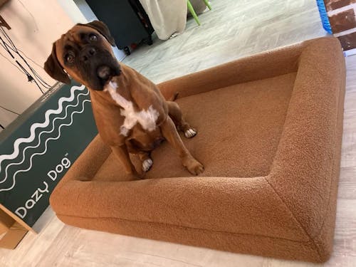 Memory Foam Dog Bed - Polar Fleece Golden Brown