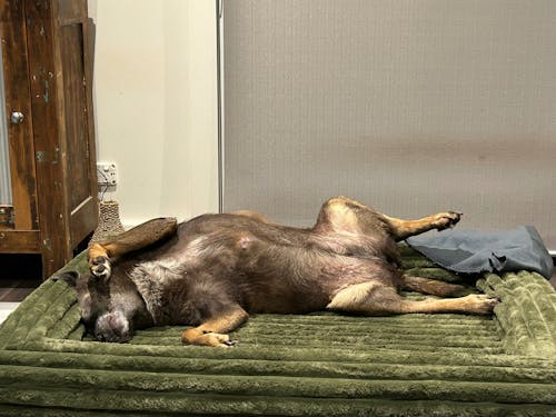 Memory Foam Dog Bed - Puffer Fern