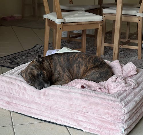 Memory Foam Dog Bed - Puffer Rosewater