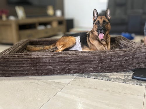 Memory Foam Dog Bed - Puffer Truffle