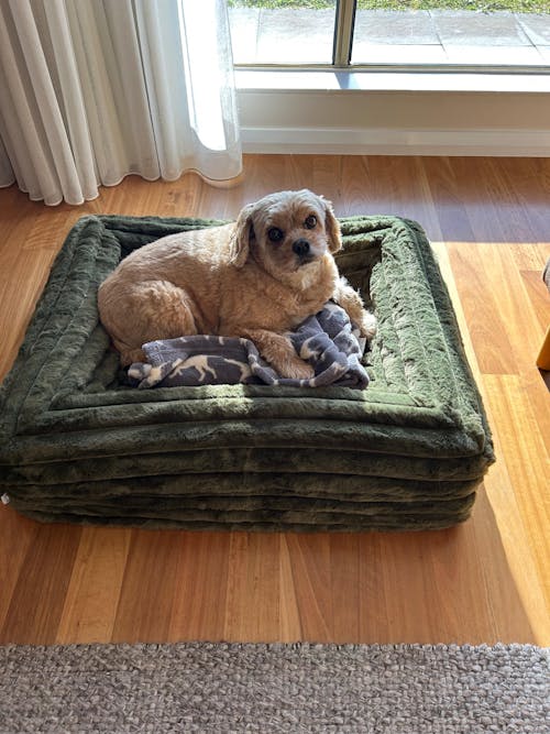 Memory Foam Dog Bed - Puffer Fern