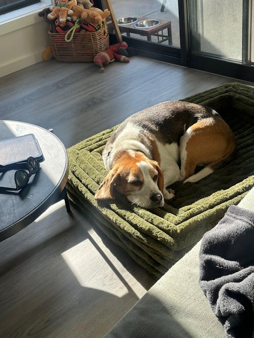 Memory Foam Dog Bed - Puffer Fern