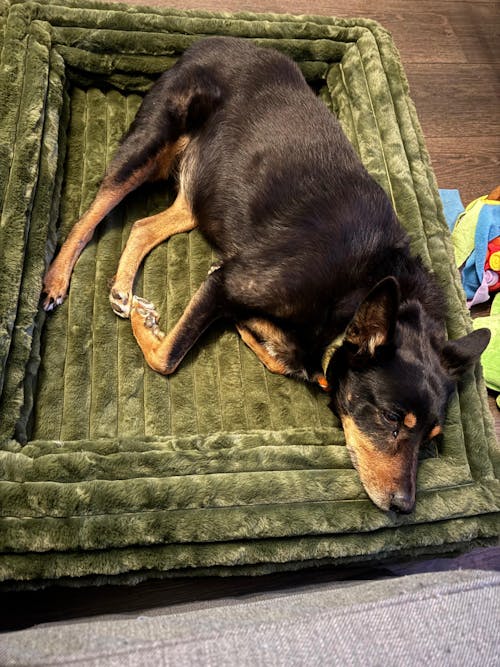 Memory Foam Dog Bed - Puffer Fern