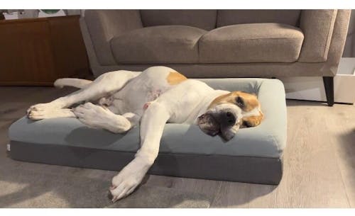 Memory Foam Dog Bed - Plush Grey