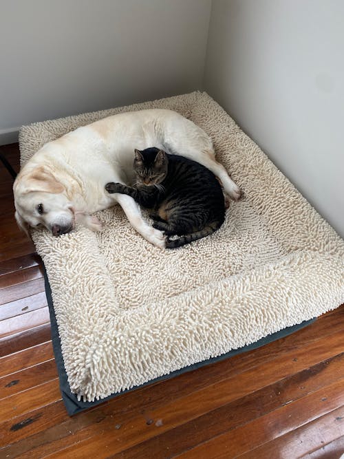 Memory Foam Dog Bed - Noodle Ivory