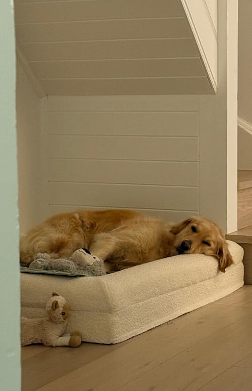 Memory Foam Dog Bed - Boucle Ivory