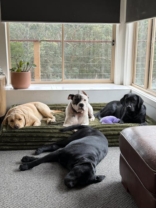 Memory Foam Dog Bed - Puffer Fern