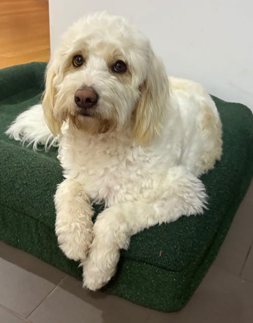 Memory Foam Dog Bed - Boucle Forest Green