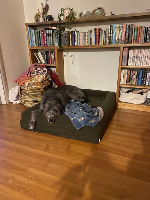Memory Foam Dog Bed - Polar Fleece Olive