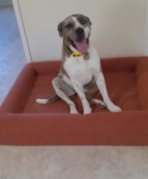 Memory Foam Dog Bed - Boucle Terracotta